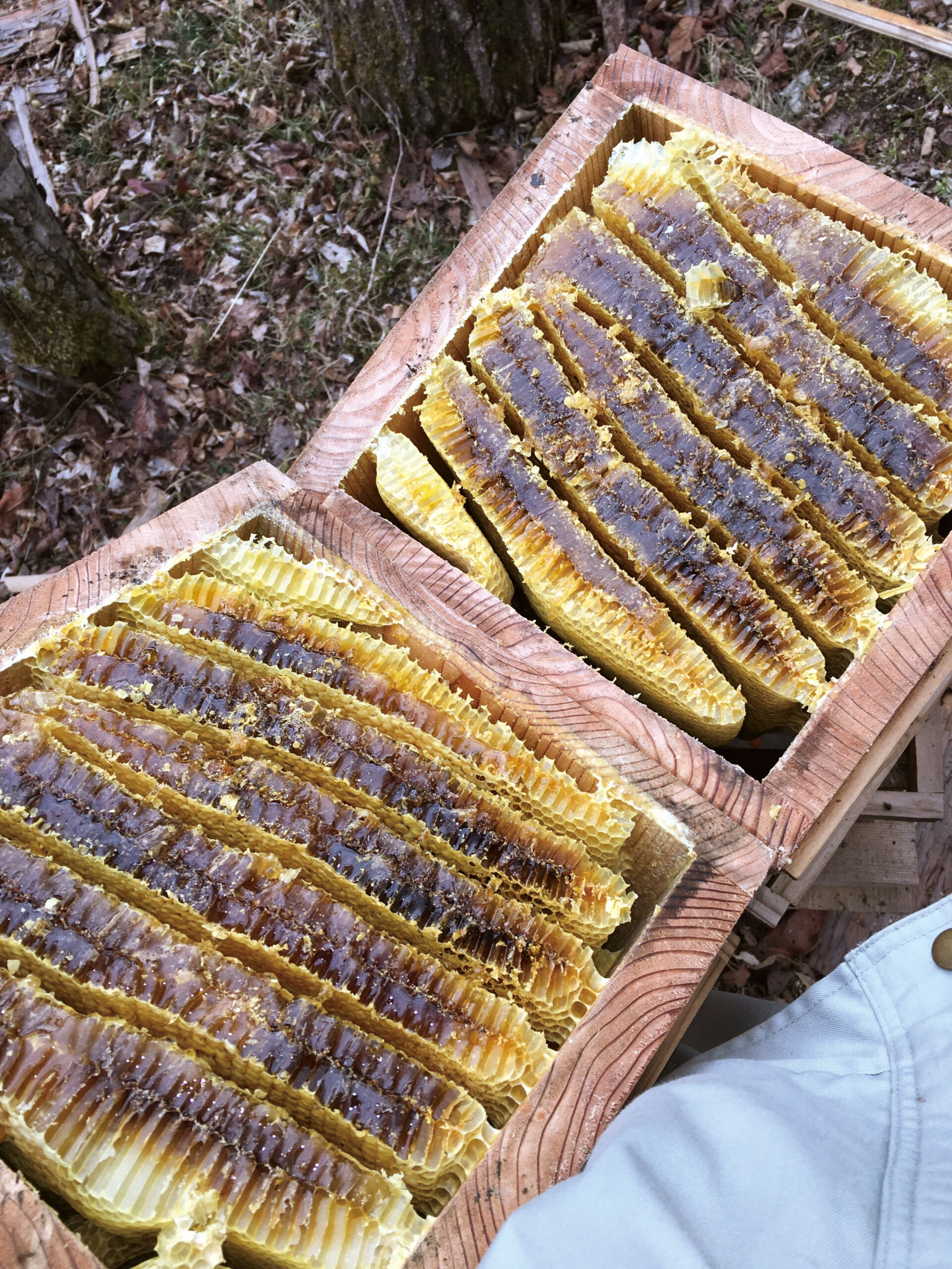 天然日本はちみつの採蜜体験と採れたてはちみつ試食会 ｜移住体験