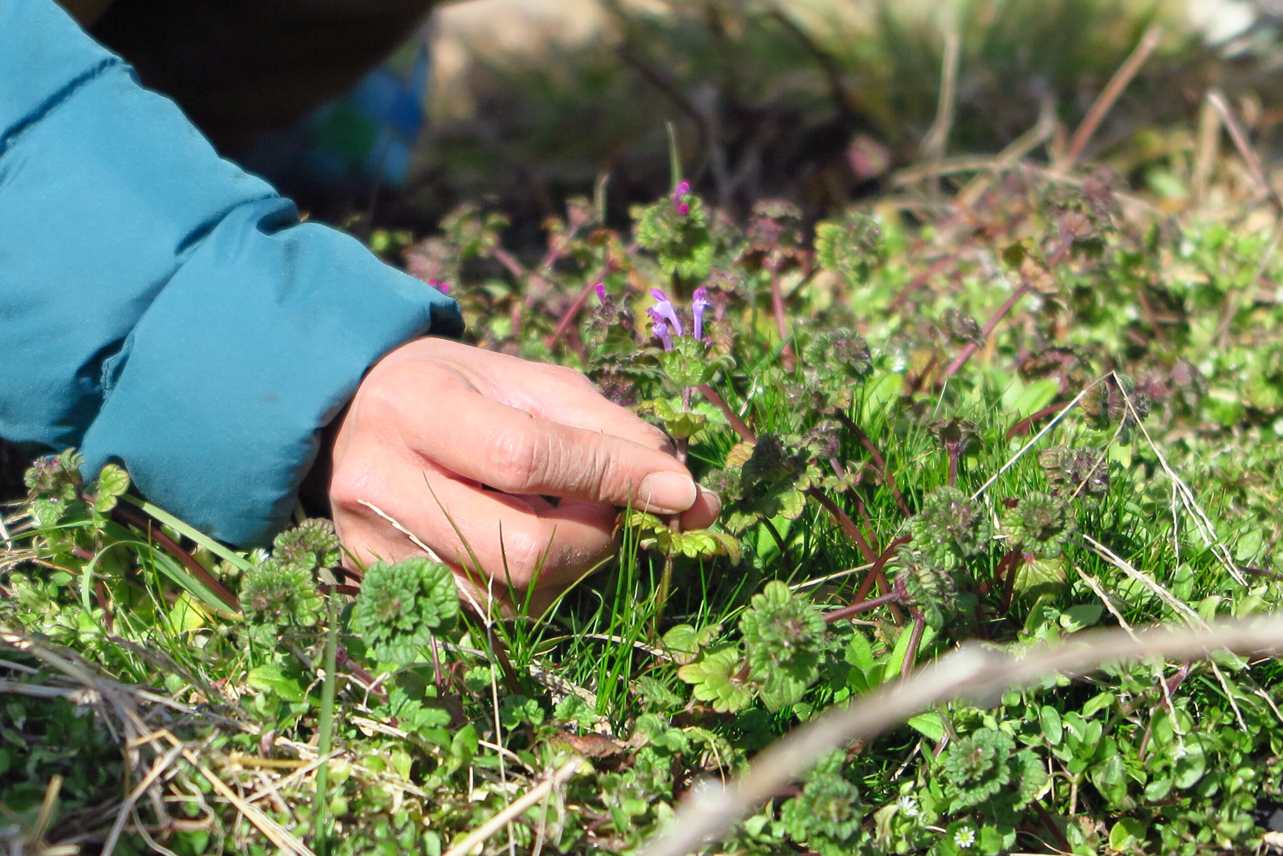 野山の草を摘んで 食べる 移住体験プログラム ふふふぎふ