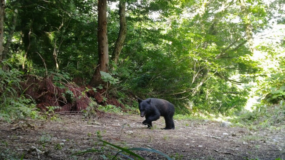 白川村で野生動物と共存する暮らしを体験