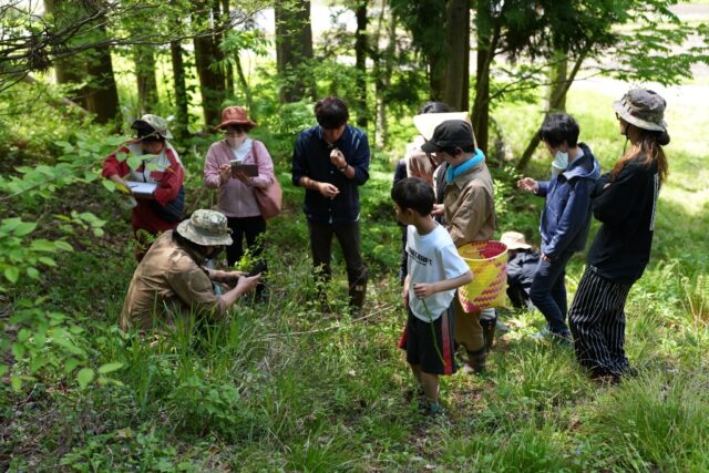 日常で使える野草の知識を学ぶワークショップ