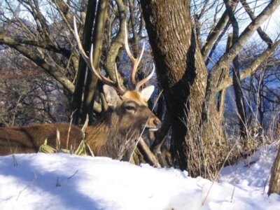 【オンライン】飛騨で暮らす登山家・猟師が語る豊かな自然と暮らし 