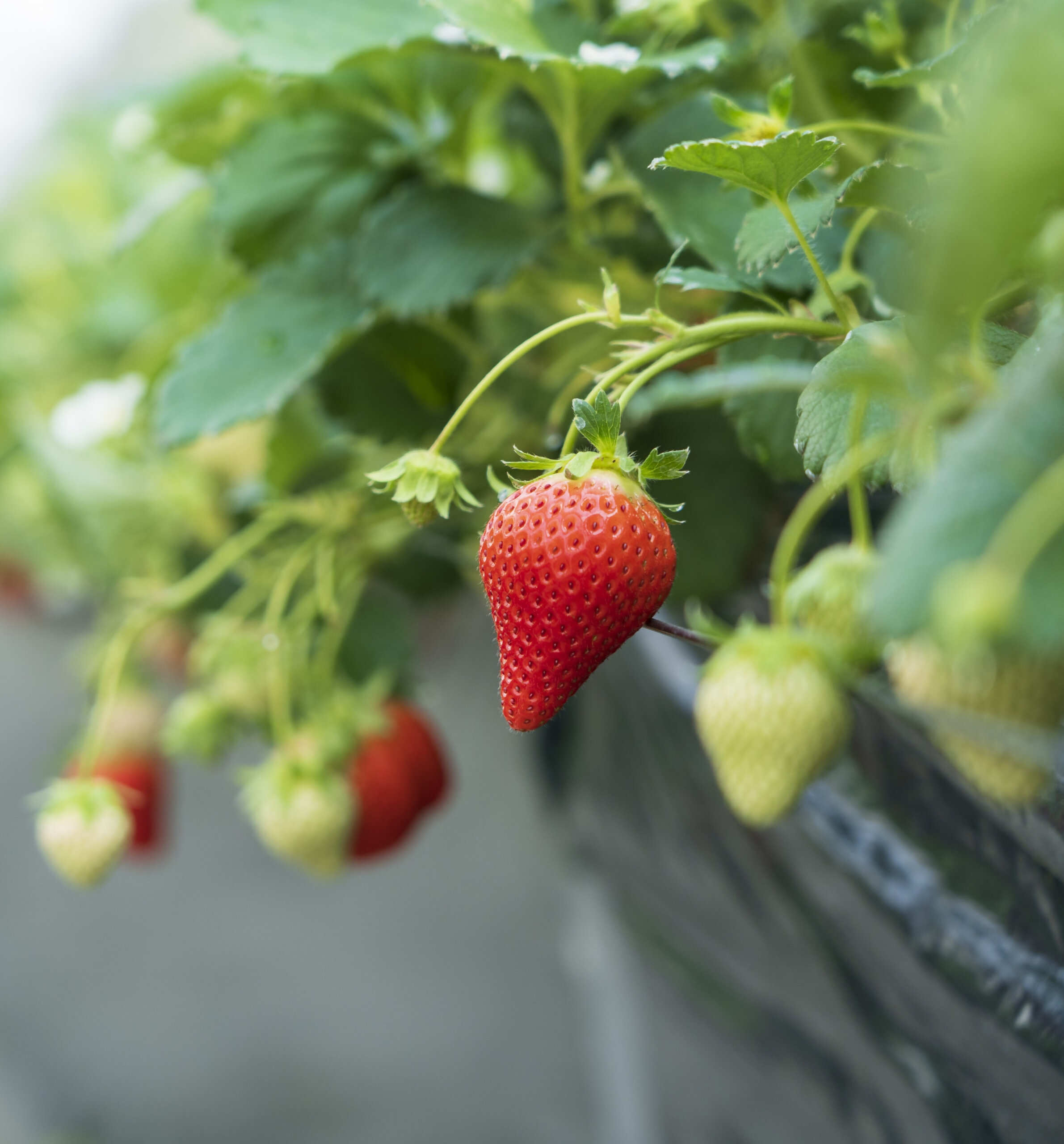 いちご新規就農者研修事業」令和8年度研修生を募集 ｜トピックス