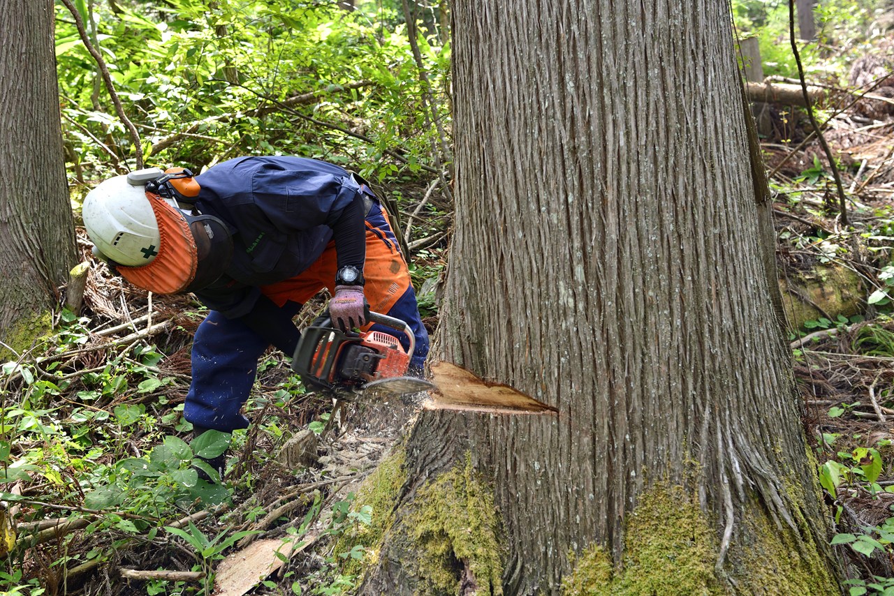 【飛騨高山】「森のバトン」針葉樹林業・製材・大工の職場見学ツアー　参加者募集！【12/6-7】