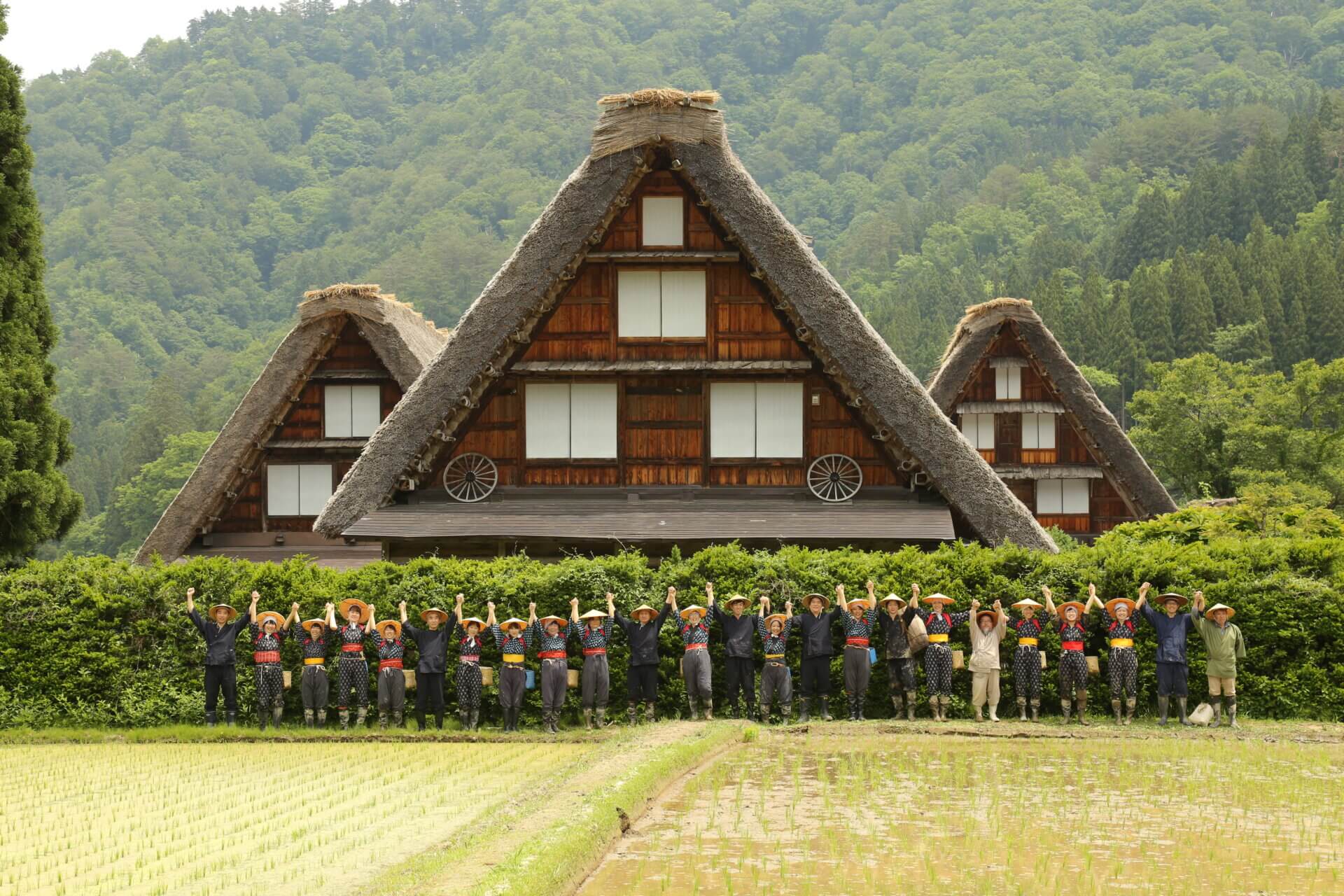 結による田植え